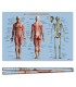 POSTER CUERPO HUMANO 70X100 CM BISMARK 328695