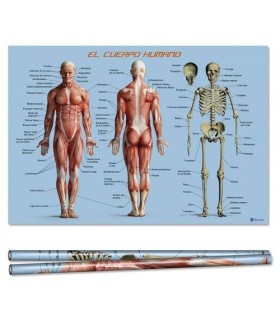 POSTER CUERPO HUMANO 70X100 CM BISMARK 328695